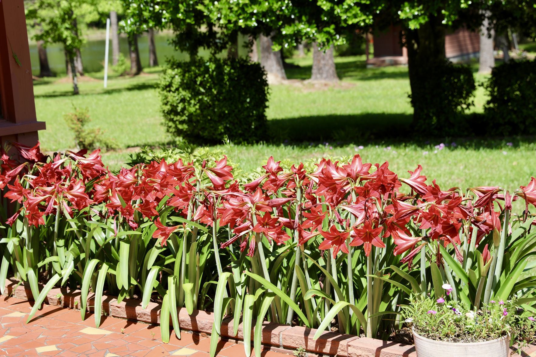 Amaryllis Bloom